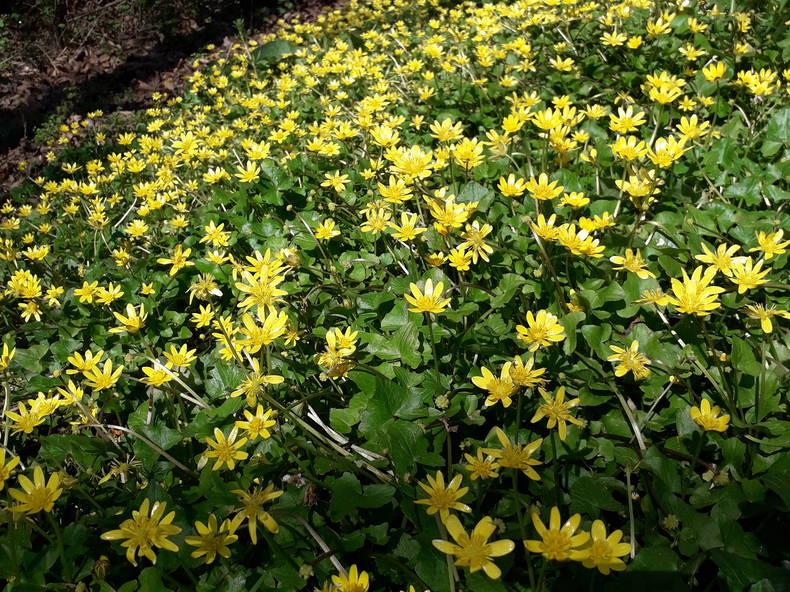 Quedarse En Casa Saint-Maurice-Montcouronne 90351-2