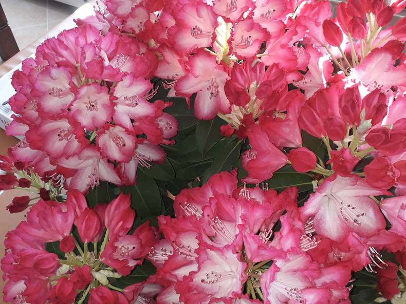 Chambre Chez L'habitant Saint-Maurice-Montcouronne 92533-2