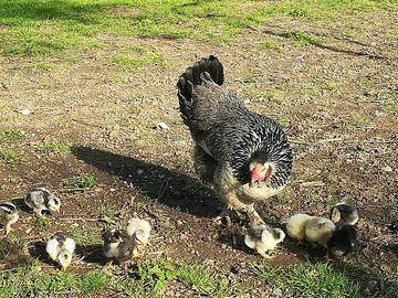 Chambre Chez L'habitant Baccon 225300-9