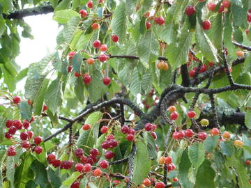 Logement Entier Saint-Laurent-Sous-Coiron 224931-8