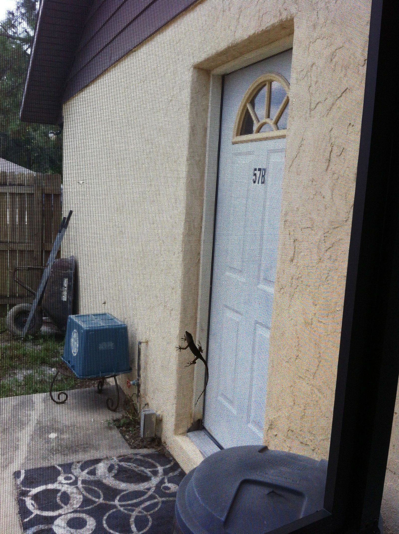 Gaascht Zëmmeren Cocoa 111924