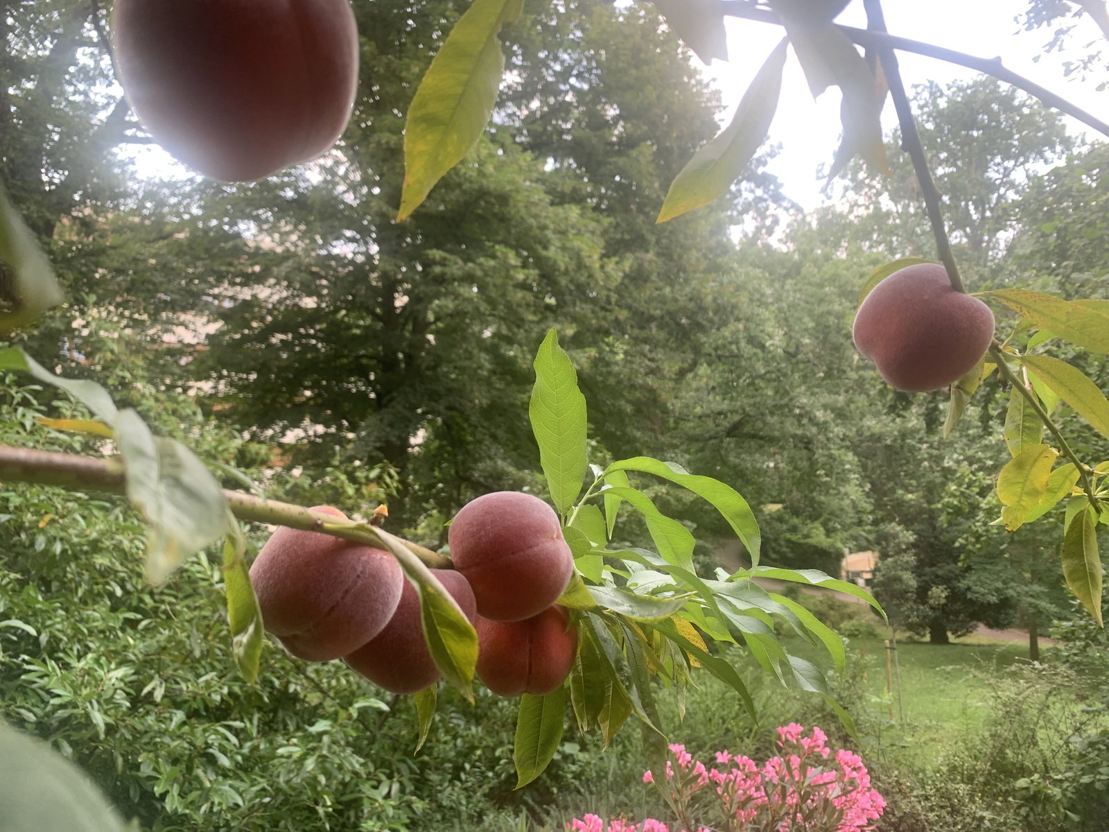 Homestay La Celle-Saint-Cloud 156744