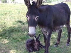 Gastfamilie Saint-Paul 21165