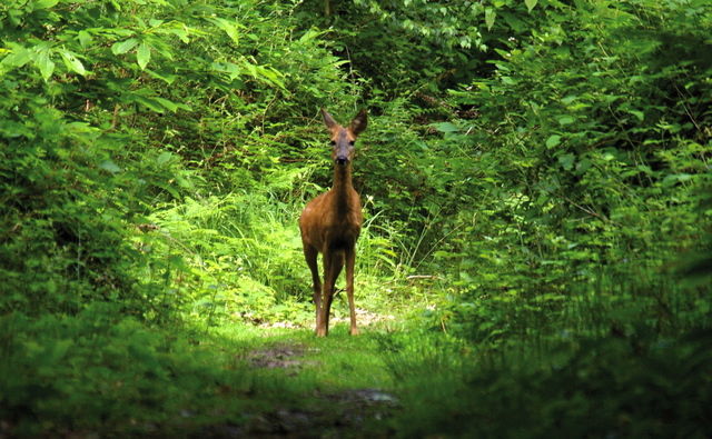 Gästezimmer Beausemblant 56277