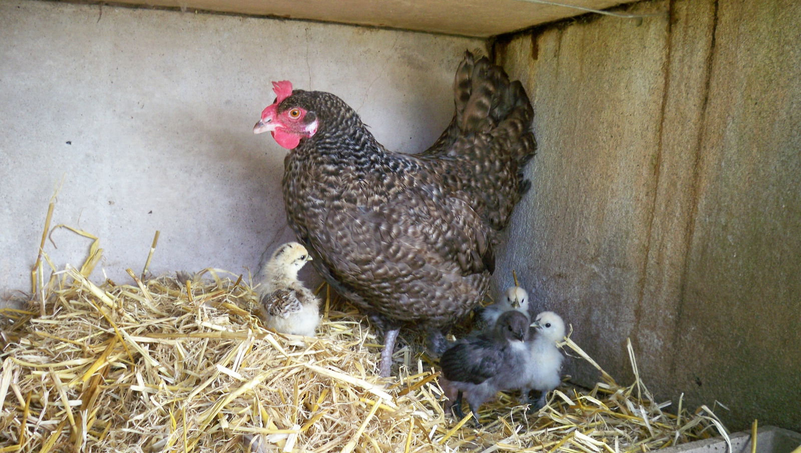 Gästezimmer Boqueho 113025