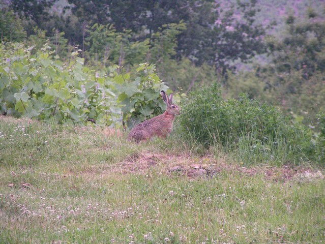 Gästezimmer Beaujeu 38998