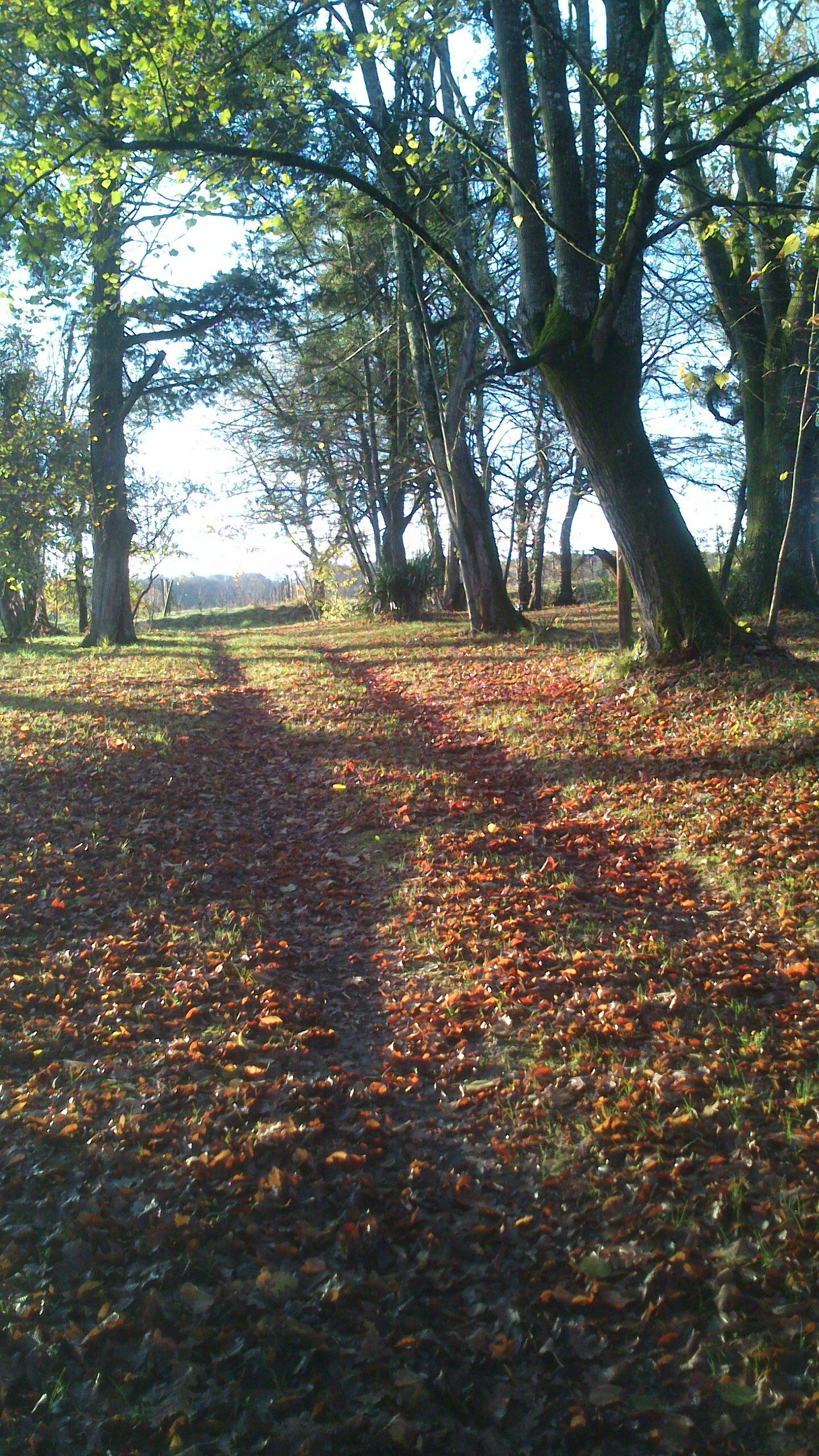 Gästezimmer Dému 60778