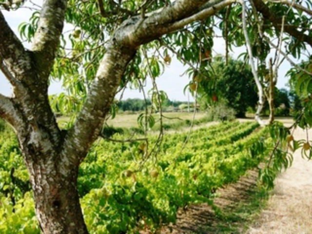 Gästezimmer Chemazé 57221