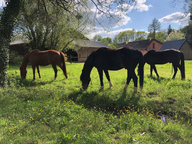 Gastfamilie Cérans-Foulletourte 267863