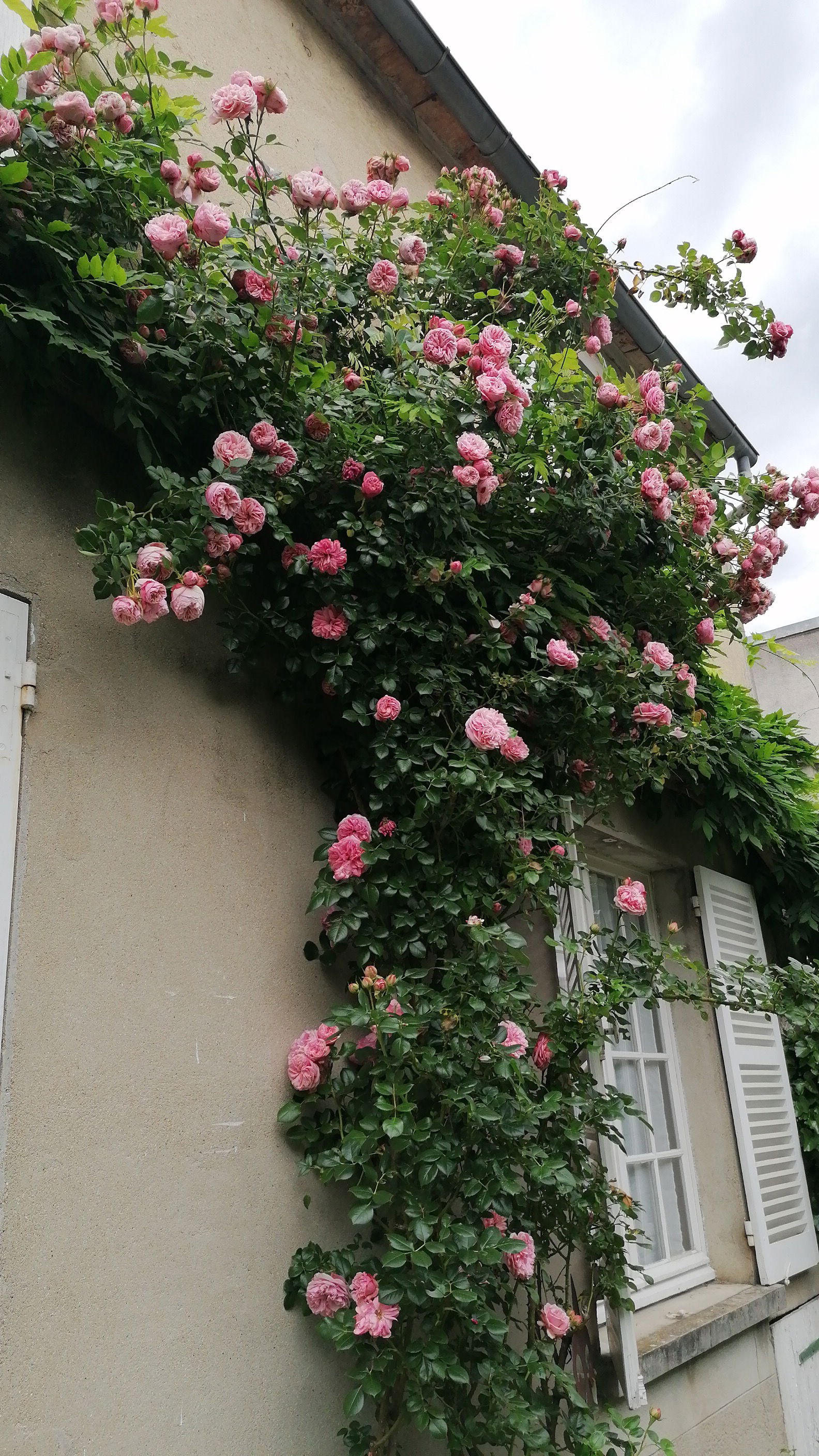 Colocatie Thomery 481387