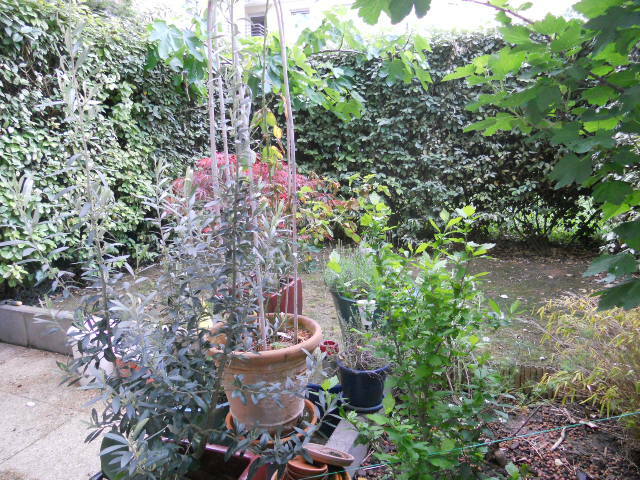 Kolokasie Saint-Ouen 134997