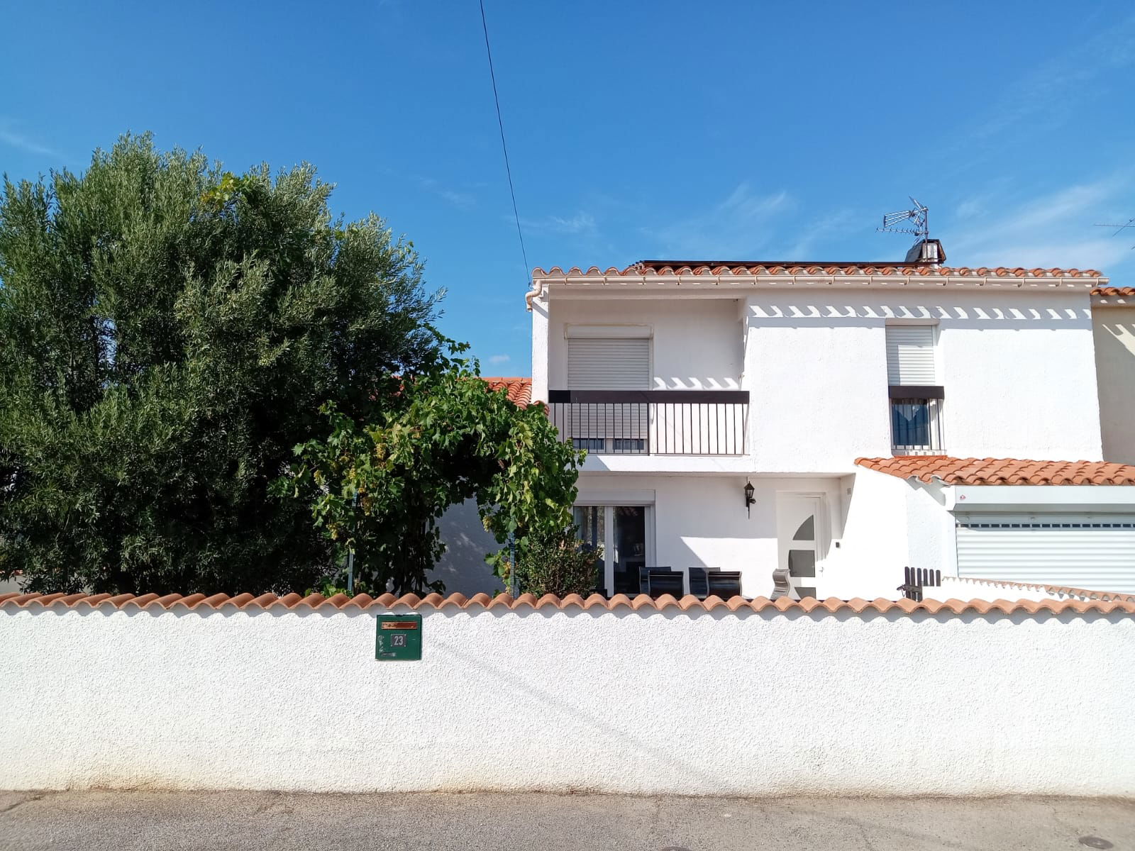 Kolokasie Canet 480704