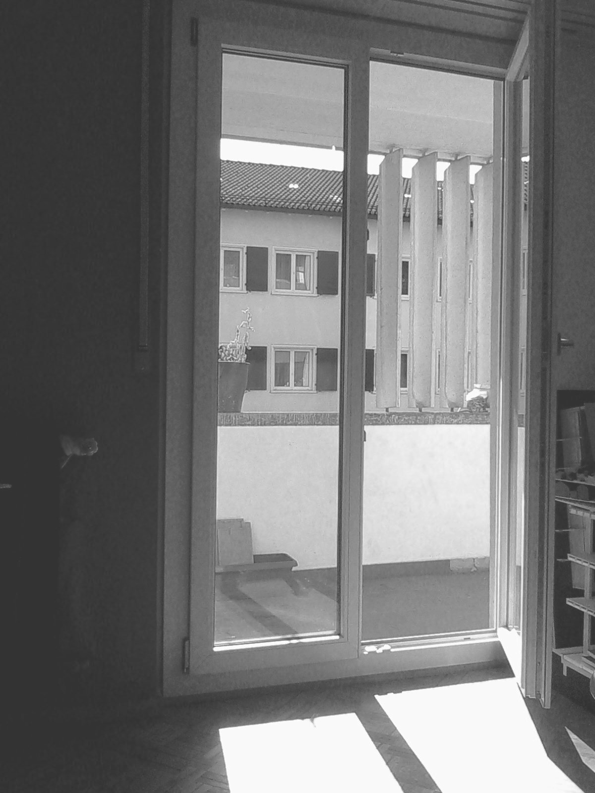 Kolokasie Fribourg 108911