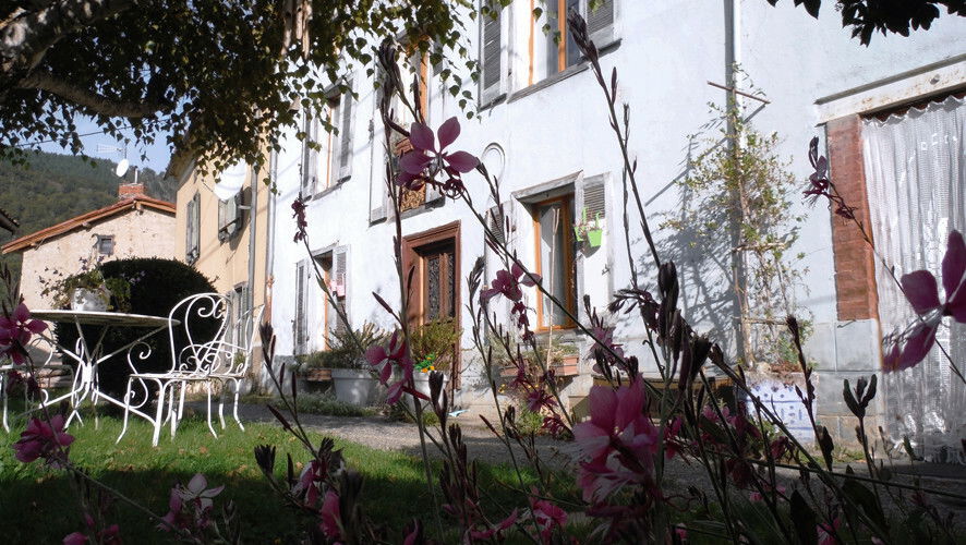 Kolokasie Soulan 230684