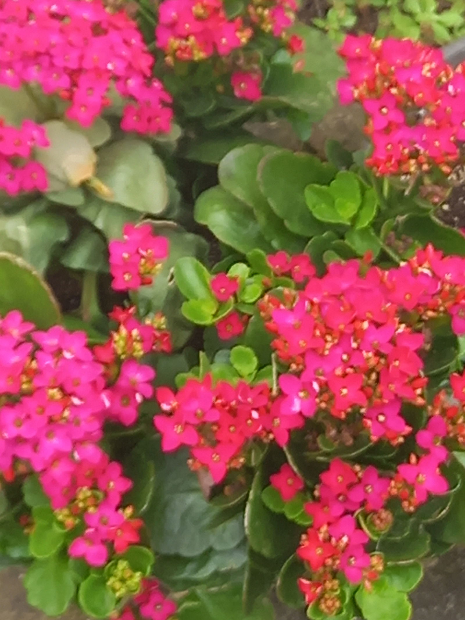 Tuisverblyf Carcassonne 433650