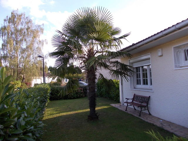 Kolokasie Saint-Pierre-du-Perray 31384