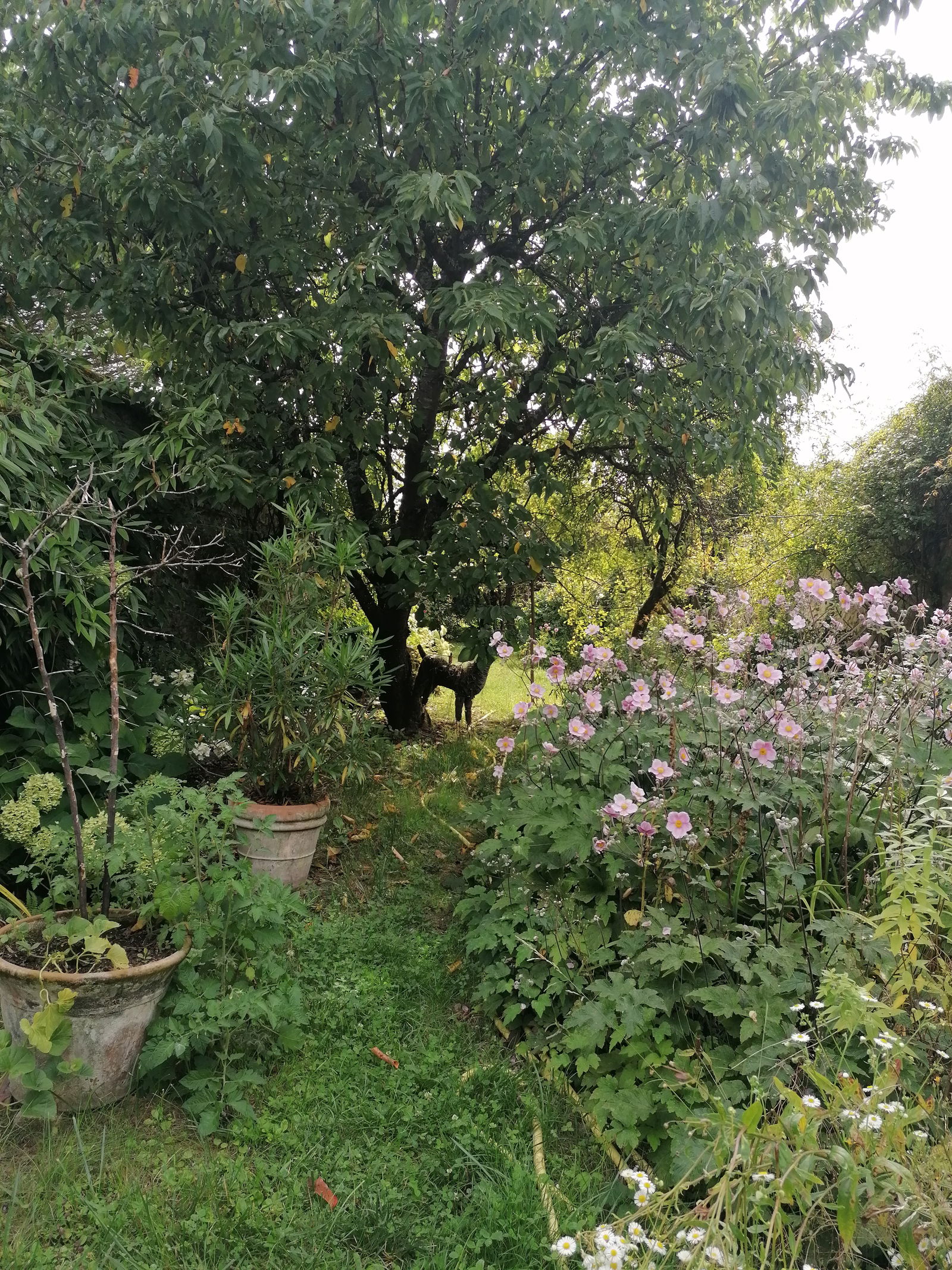 Kolokasie Thomery 481387