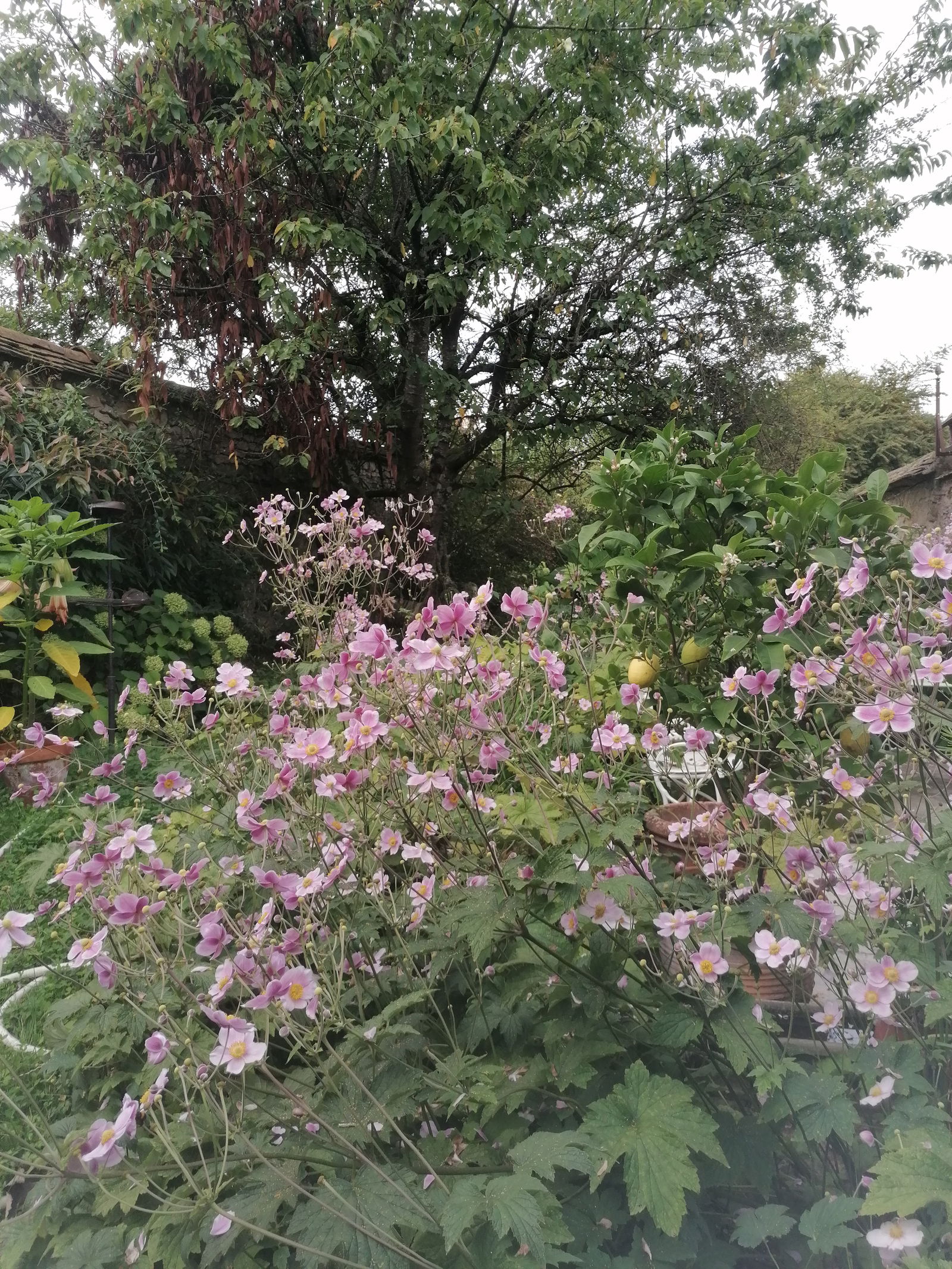 Kolokasie Thomery 598894