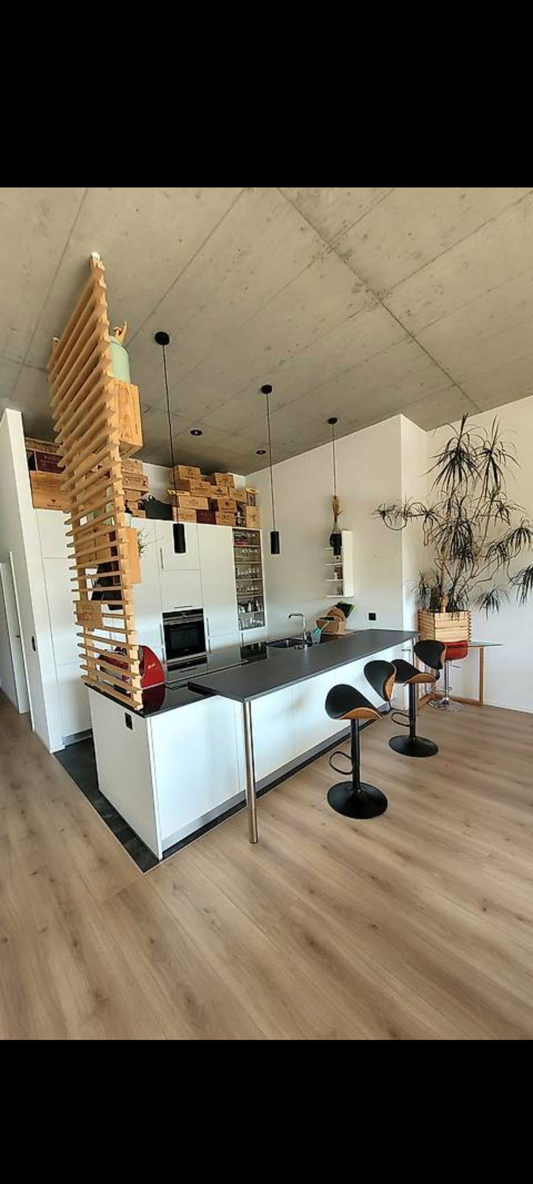 Kolokasie Cugy 545088