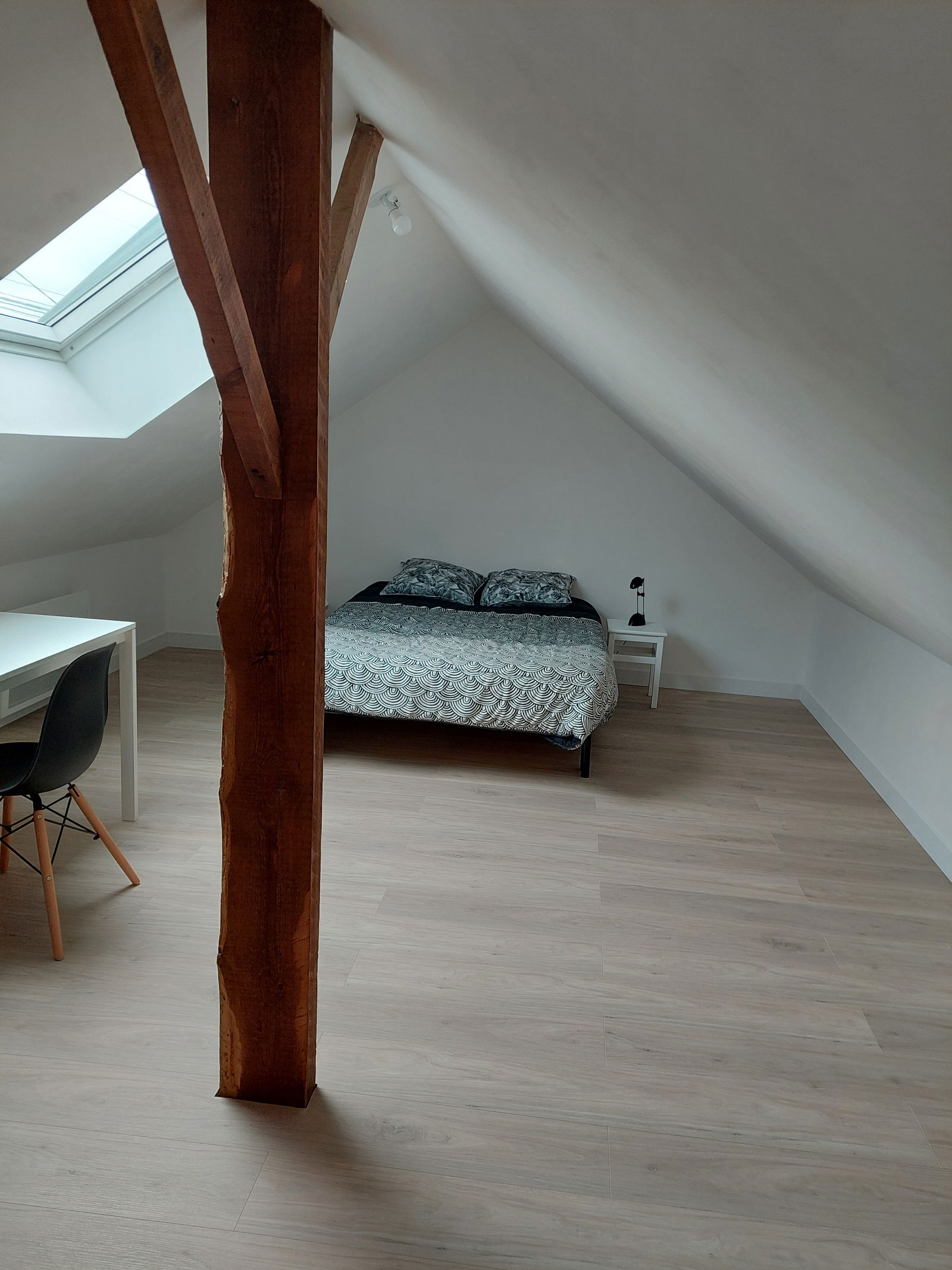 Kolokasie Rezé 528735