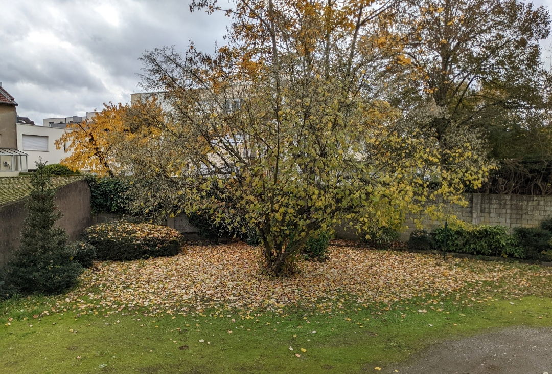 Kolokasie Thionville 447076