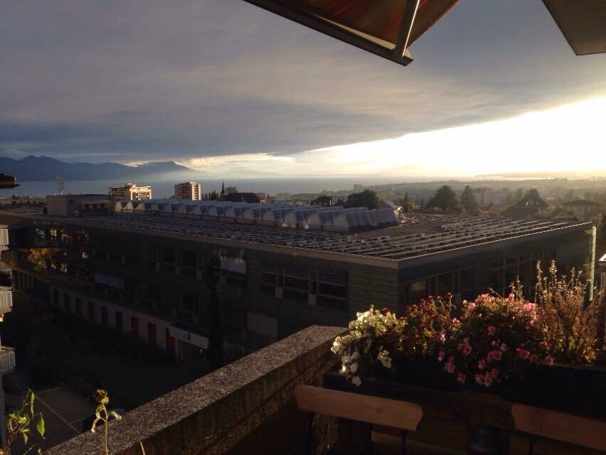 Kolokasie Prilly 116164