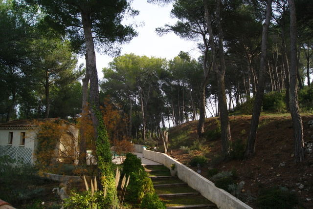 Kolokasie Aix-en-Provence 36746