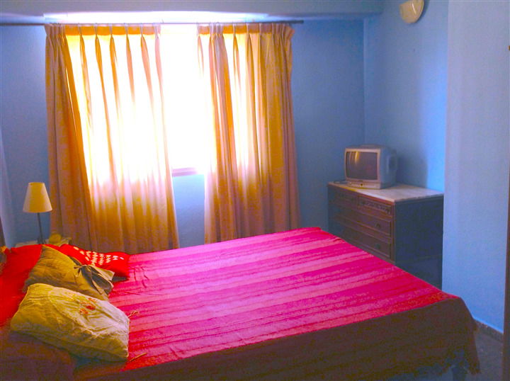 Kolokasie Valencia 96103