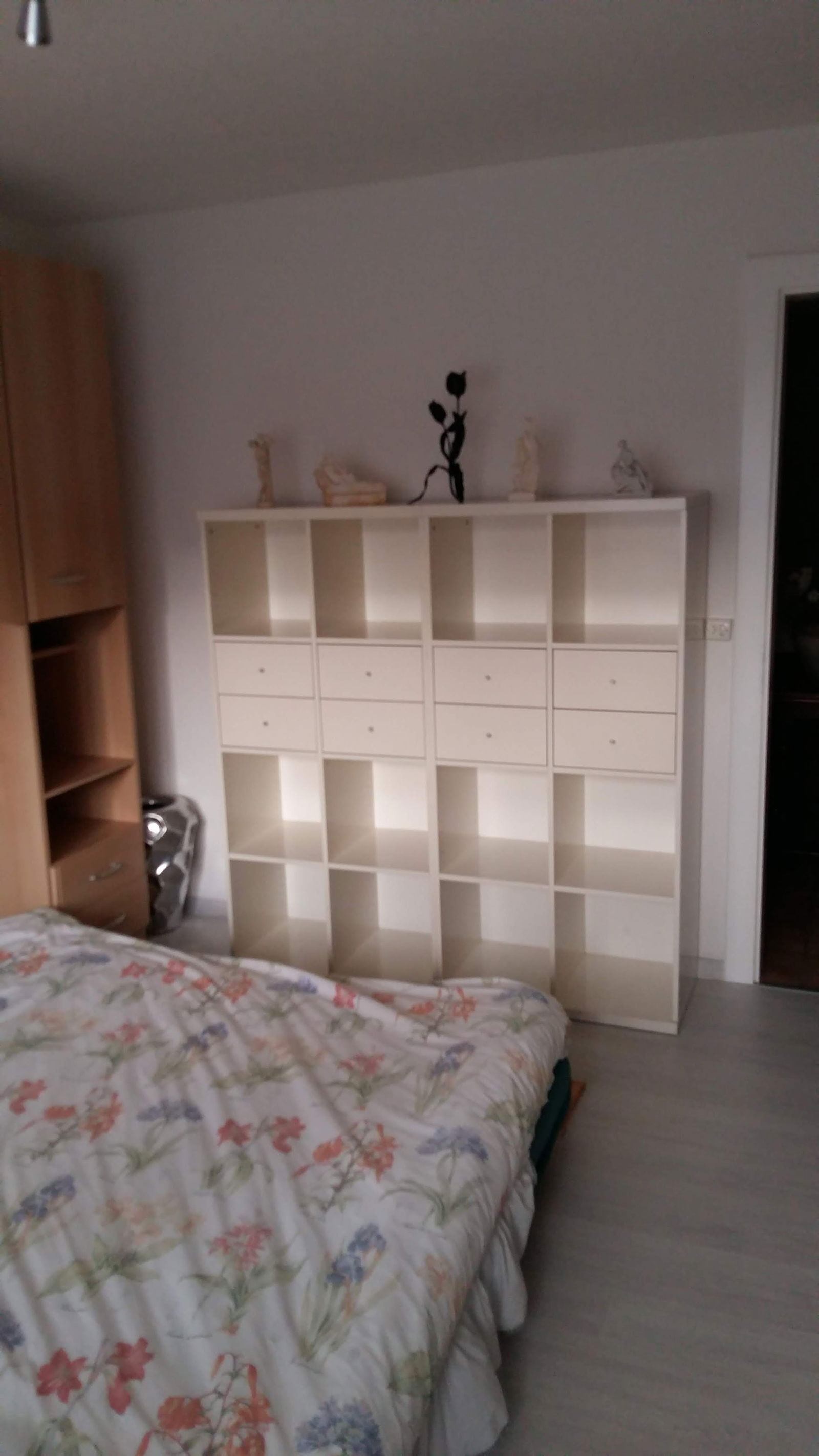 Kolokasie Bex 158550