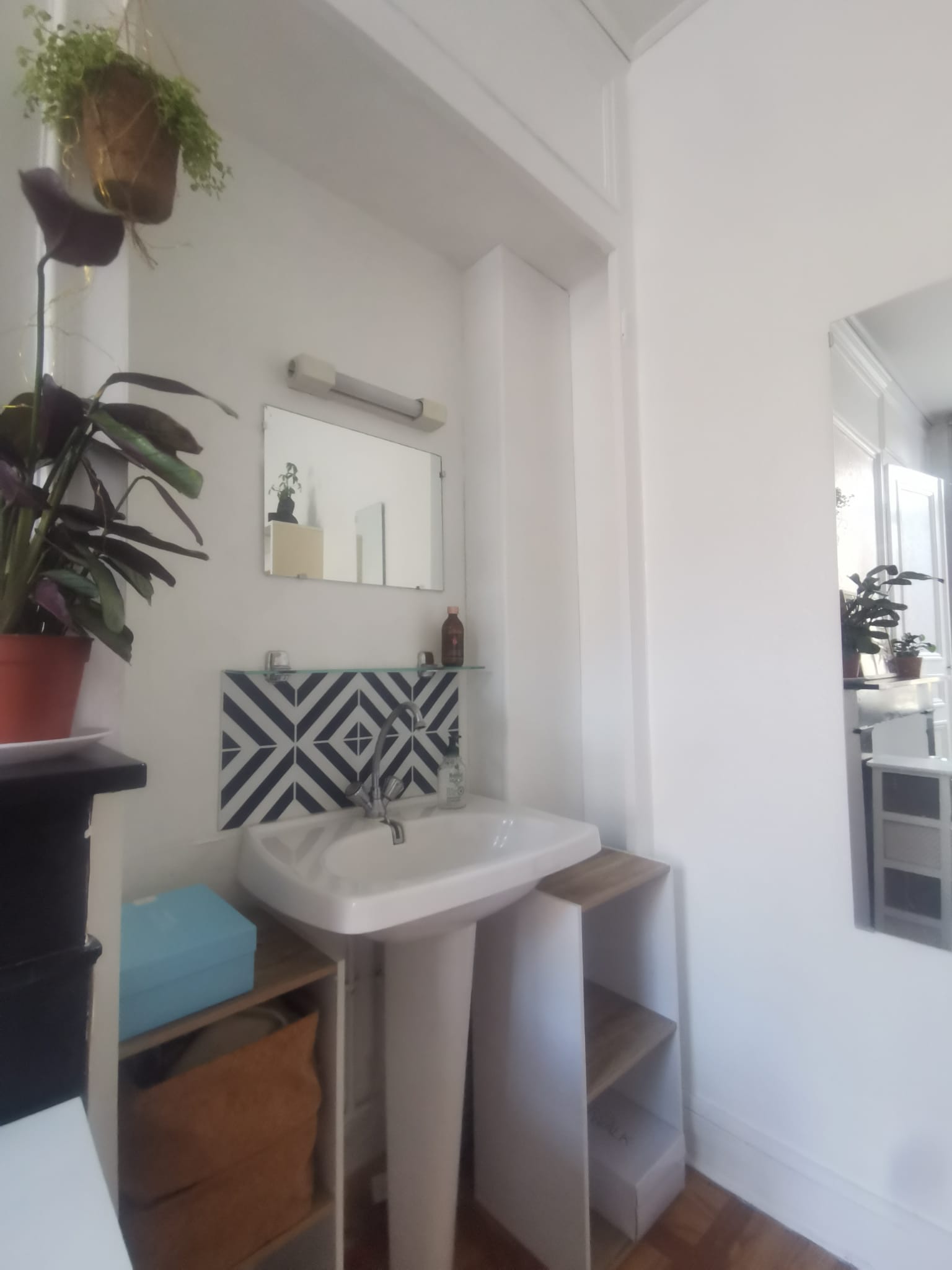 Kolokasie Lille 657612