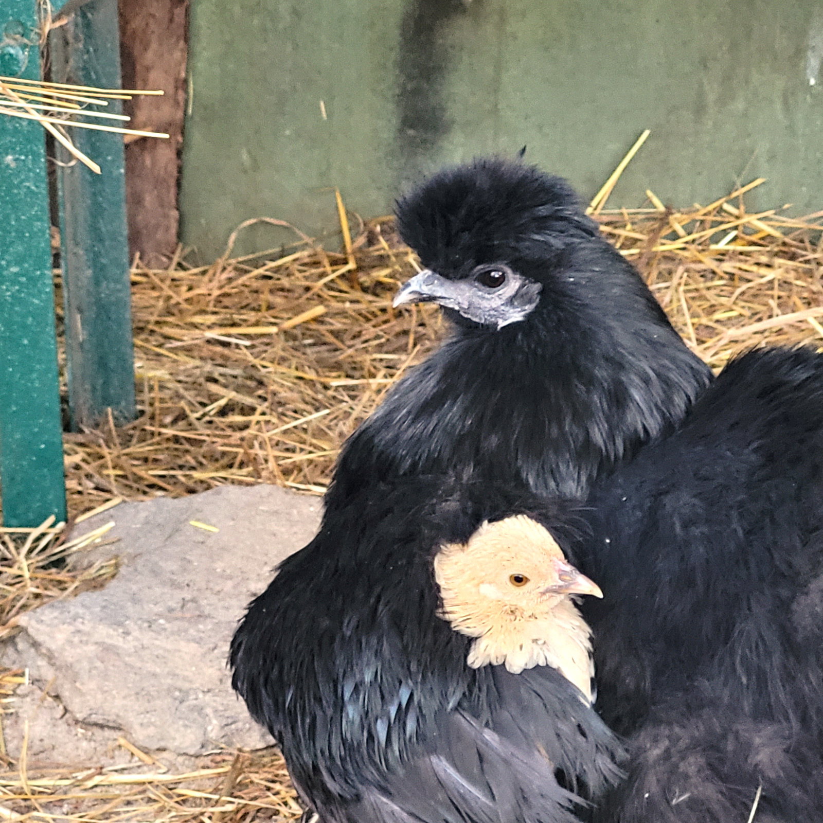 Tuisverblyf Montanaire 251938