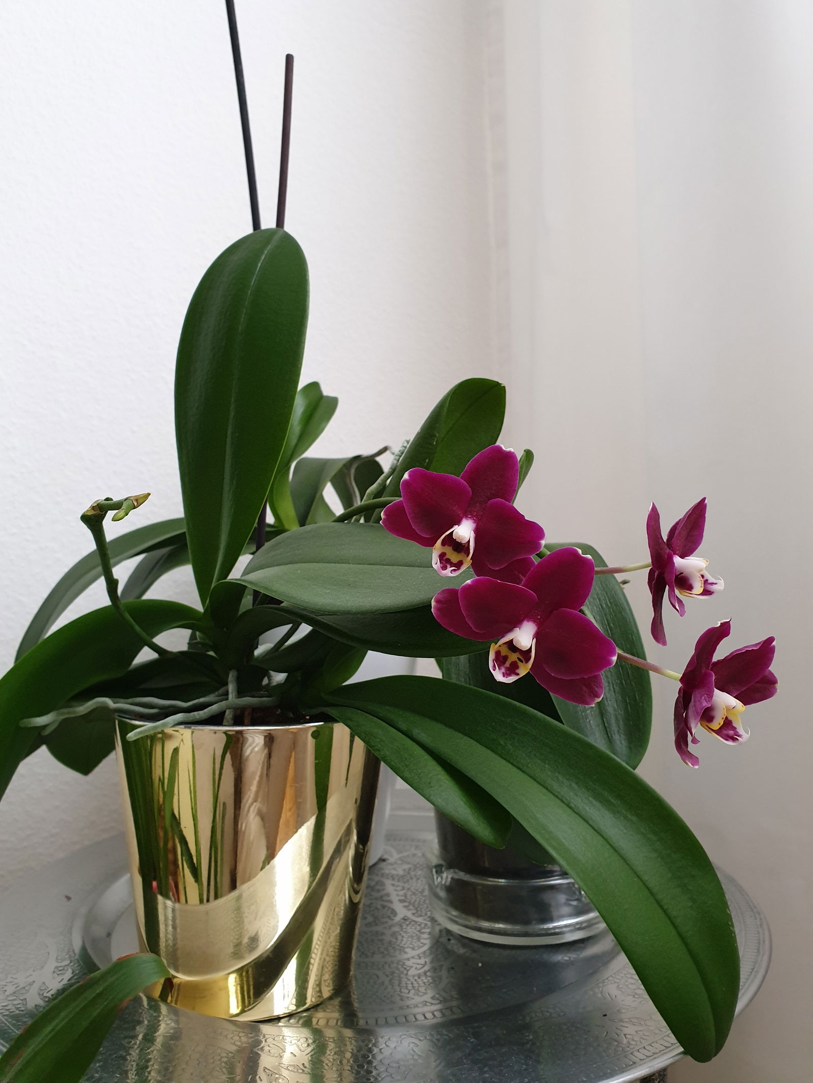 Tuisverblyf Le Grand-Saconnex 237068