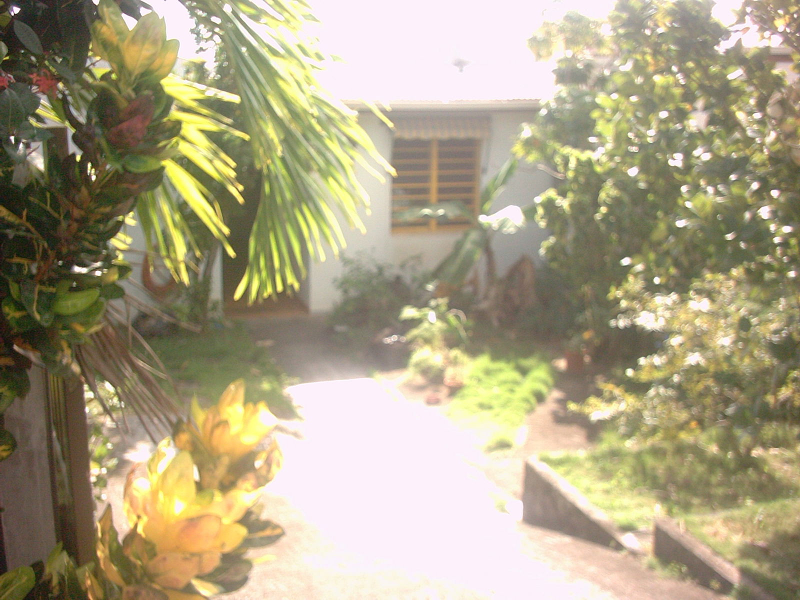 Kolokasie La Trinité 515858