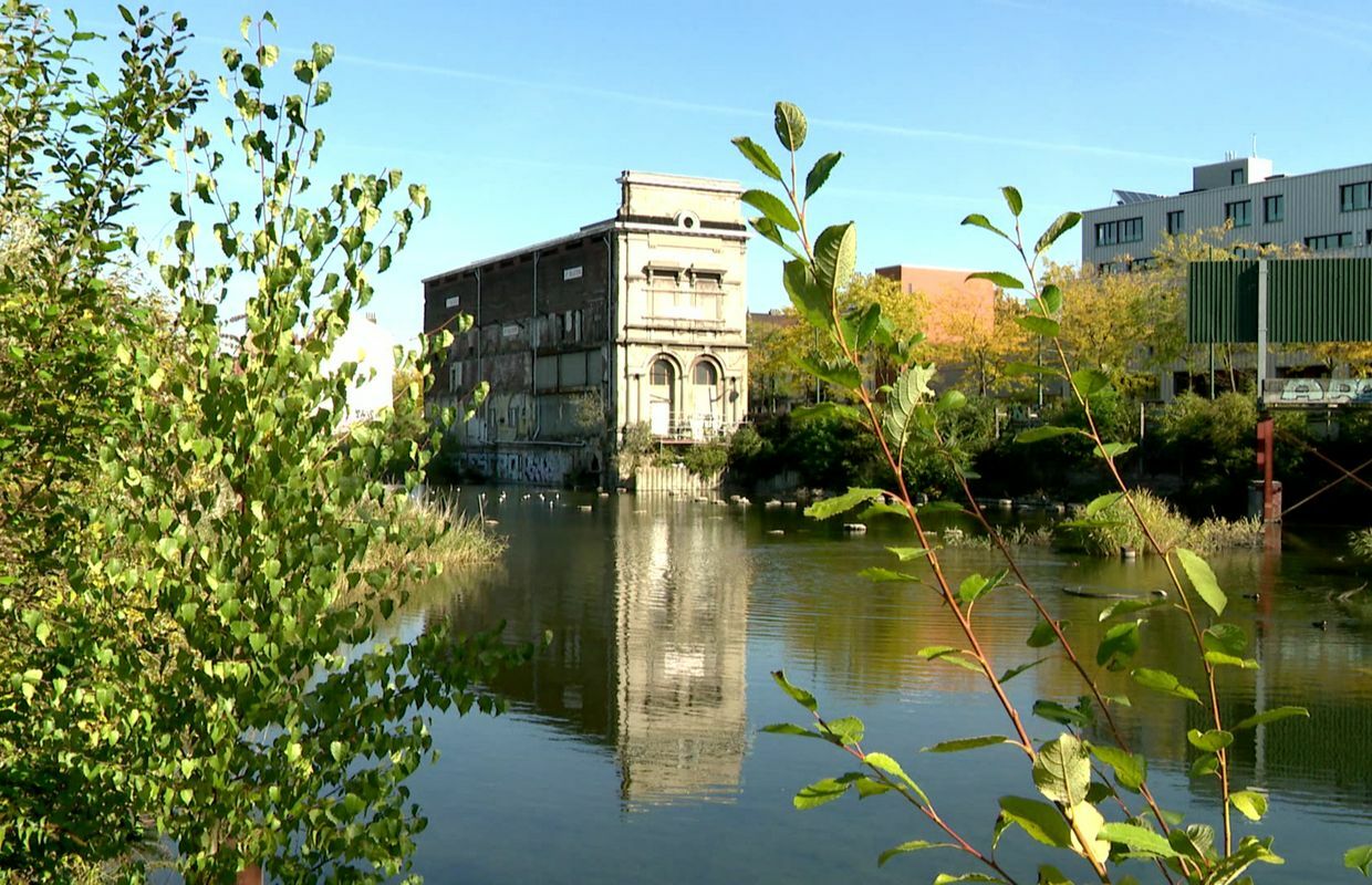 Onofhängeg Studio Forest 257025