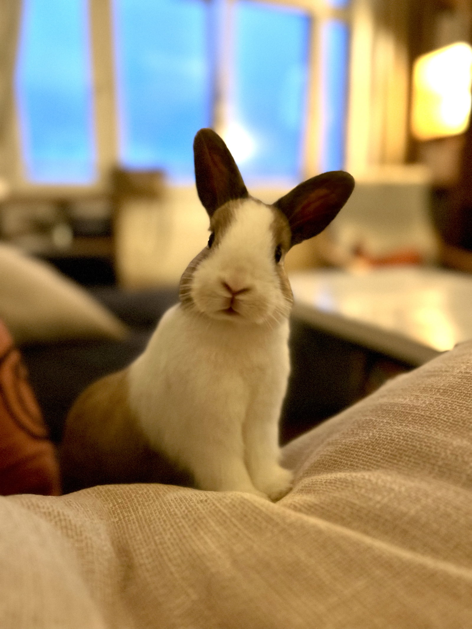 Homestay Châtillon 661489