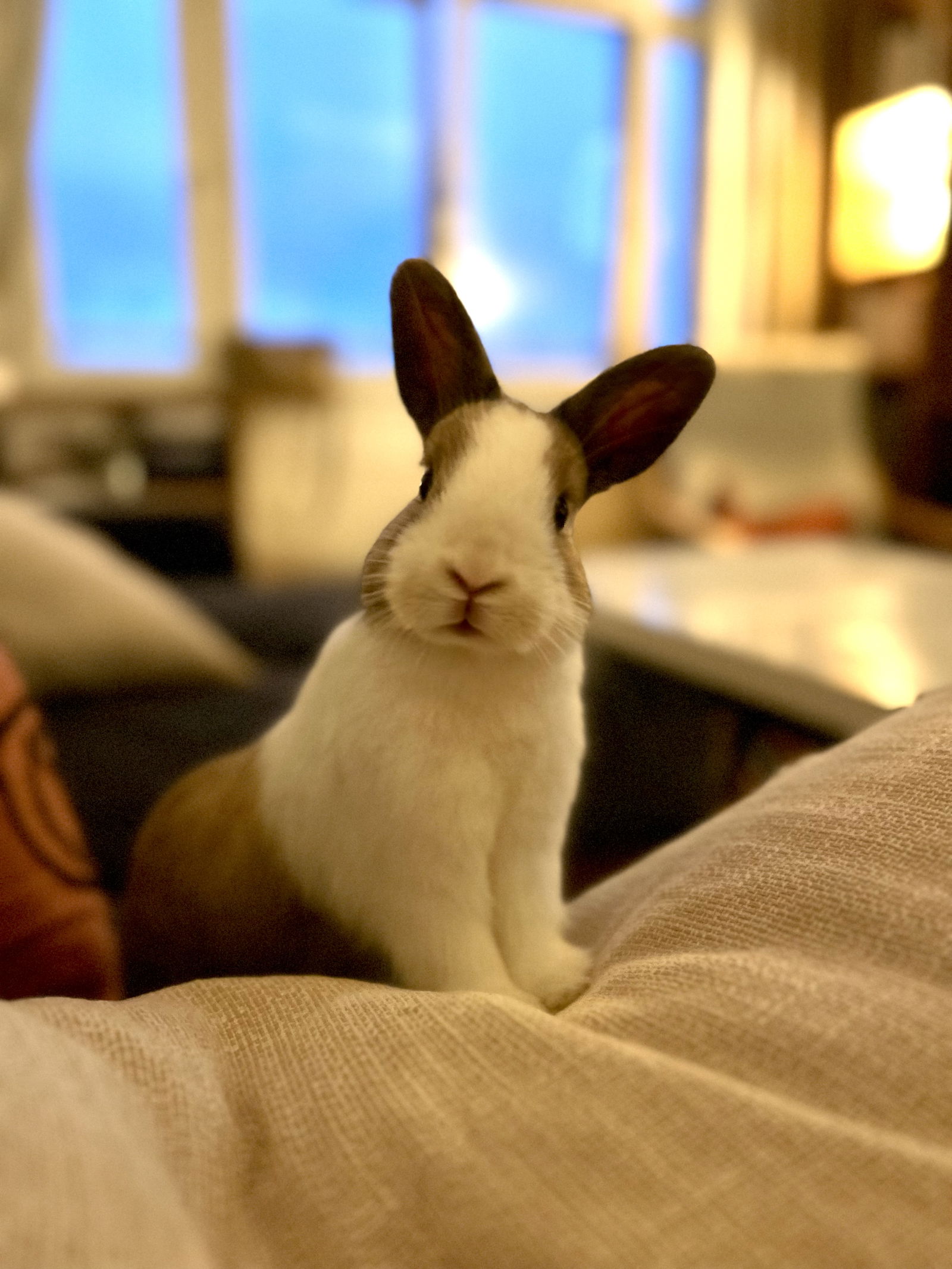 Gastfamilie Châtillon 661489