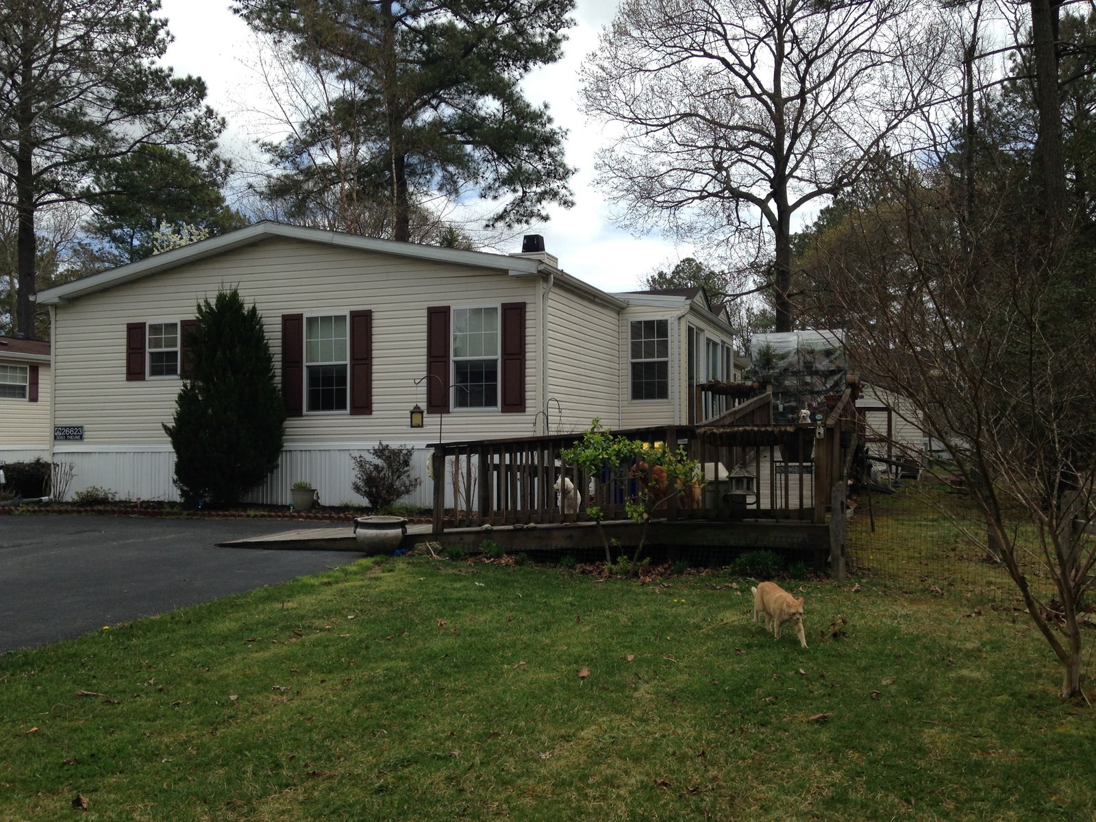 Kolokasie Long Neck 115354