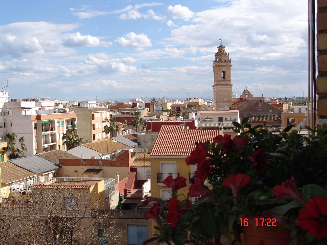 Kolokasie Museros 115358