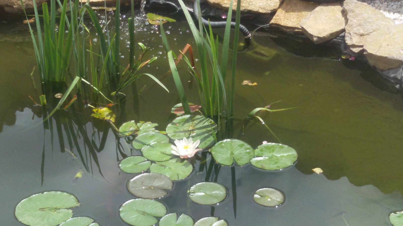 Kolokation Canet 480704