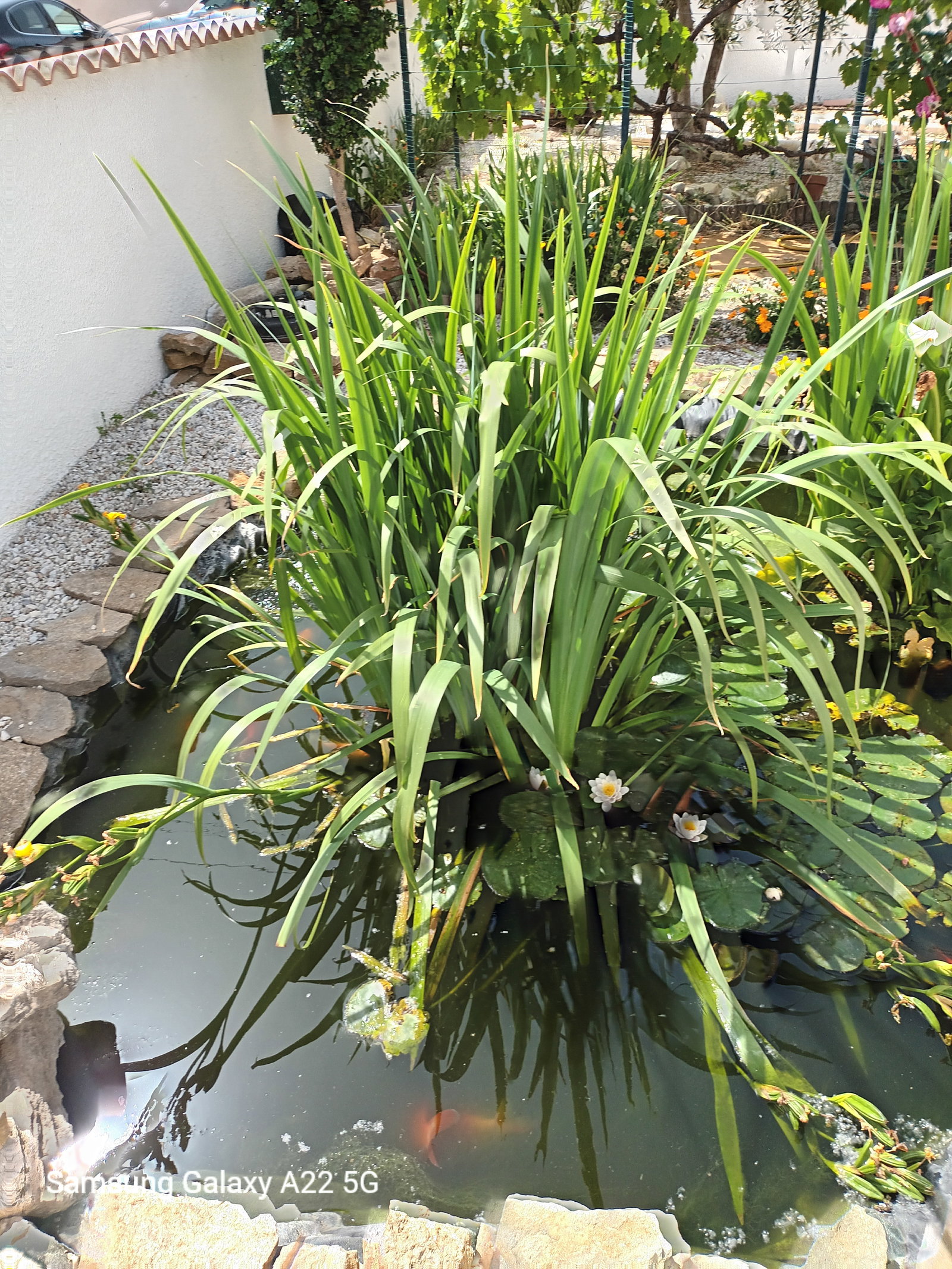 Kolokation Canet 480704