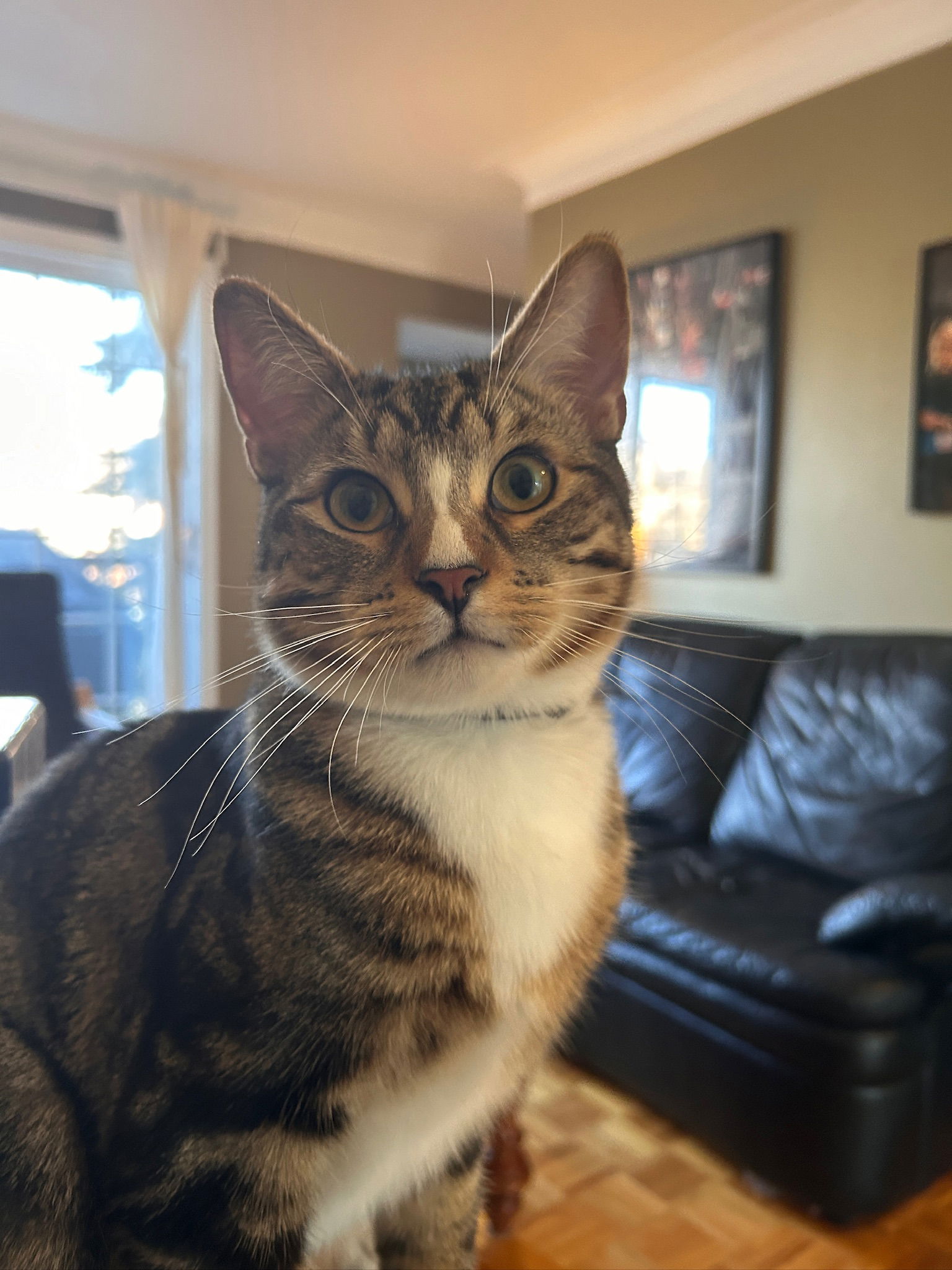 Colocatie Montréal 637119