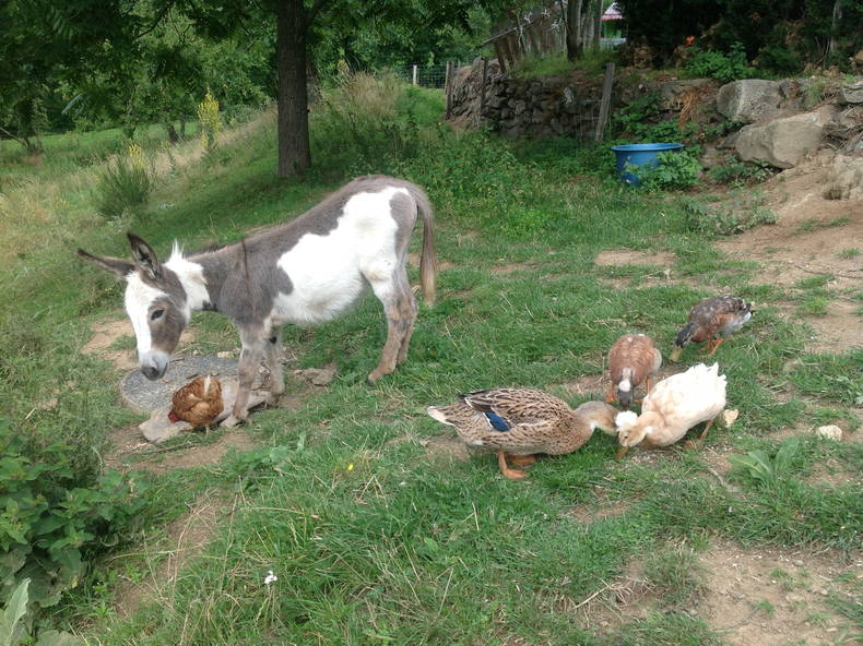 Toda La Casa Saint-Alban-d'Ay 125324-3