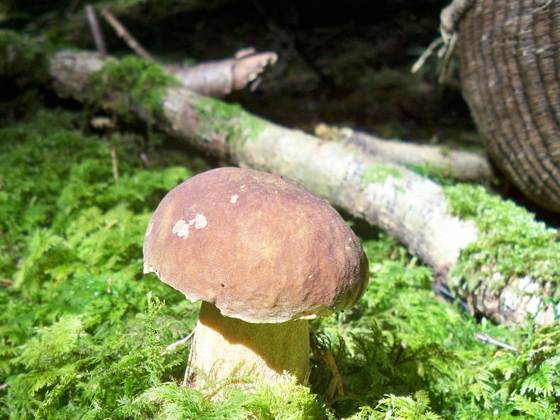 Logement Entier Thoirette 98415-4