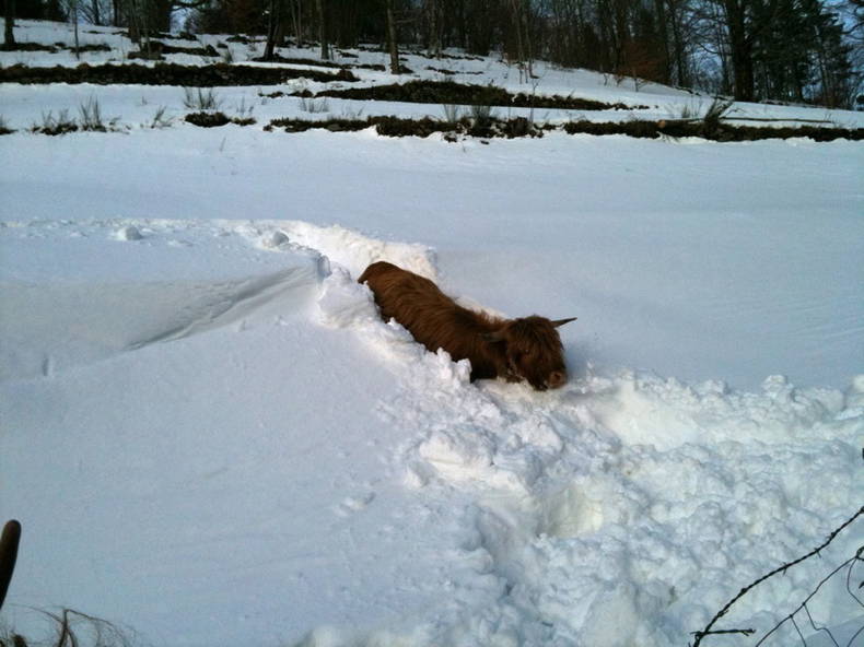 Toda La Casa Ventron 95884-3