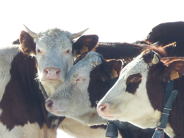 Oberoende Studio Bagnols-sur-Cèze 58446