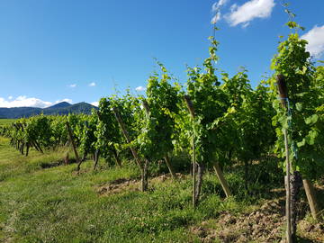 Logement Entier Olwisheim 155860-8