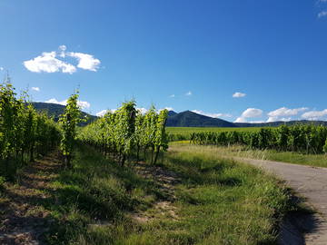 Logement Entier Olwisheim 155860-10