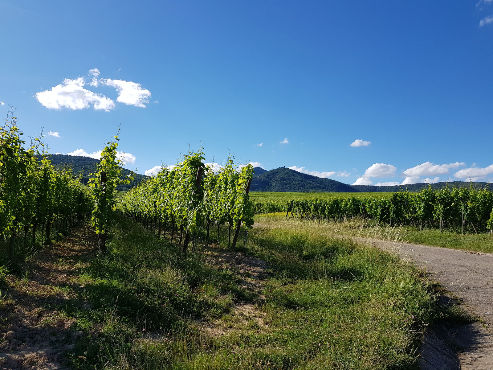 Tutta La Casa Olwisheim 155860