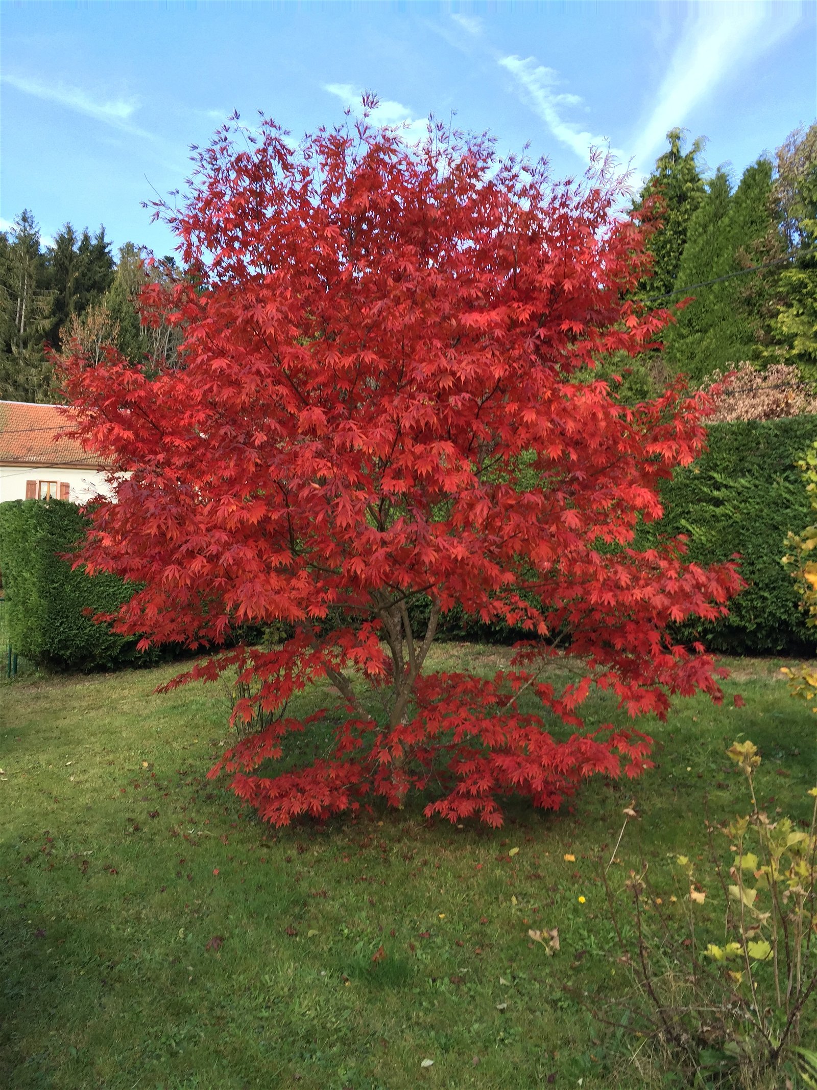 Unabhängiges Studio Fraize 174784