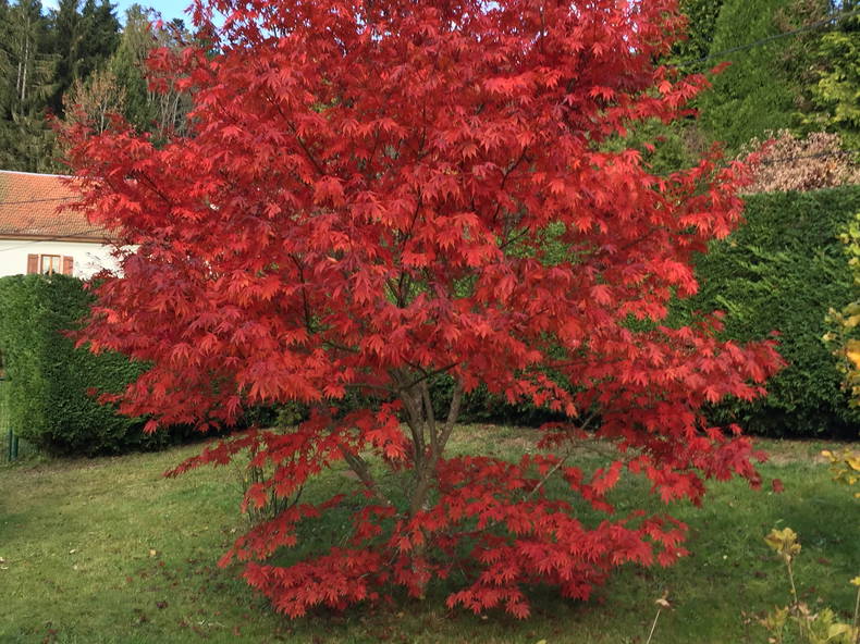 Gehele Woning Fraize 174784-2